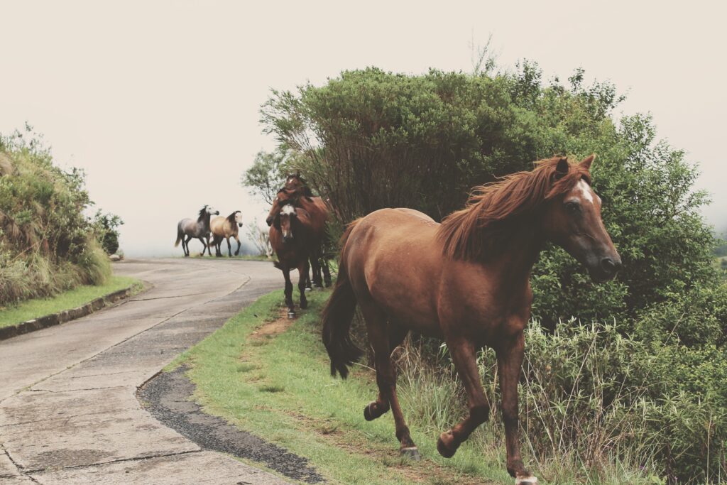 road-animal-herd-pasture-ranch-horse-32305-pxhere.com