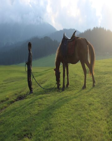 Horse Riding 